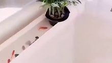 这样养鱼好像挺不错啊