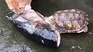 乌龟老子的鱼你也敢吃，看招