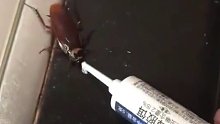蟑螂：好人啊！还喂我吃营养膏