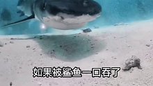 如果被鲨鱼一口吞了，看到的的画面还挺有意思的，还有一种小鱼会游到人的嘴里