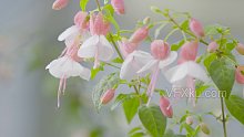 春天盛开的花朵唯美小玲珑-实拍视频