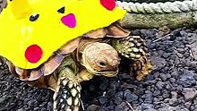 国外网友救助了只乌龟，乌龟毁容感人