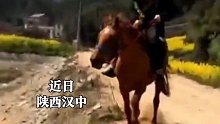 男子骑马遛弯，猝