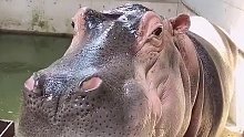 河马：什么玩意儿给你你吃？