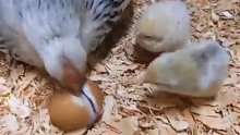 在鸡妈妈的帮助下 一只小鸡仔平安出生了