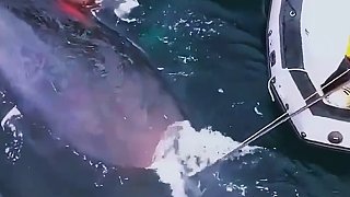 潜水员试图用勾子取掉缠在鲸鱼身上的绳子