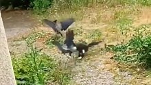 感人！鸟低空飞过，被猫弹跳抓下，鸟的同伴赶紧营救，一场猫鸟群战拉开帷幕。