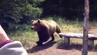熊：你好（俄罗斯人）再见，这个我知道，这个地方的熊自己掏钱建围栏防止人类过来