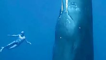 深海中鲸鱼的叫声，感受一下