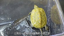 在河边捡到的小野龟 半年后惊人的变化 太解压太好玩了