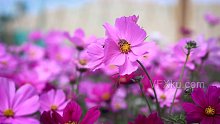 自然花草蜜蜂在采花蜜春天风光-实拍视频