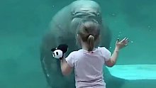 比利时一水族馆内，一头海象缓缓游过来，隔着玻璃亲吻了小女孩