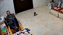 猫和老鼠现实版，大叔在手机视频，两只老鼠在大厅中央跳舞接吻，有一只还去挑衅大叔，完全不当人。