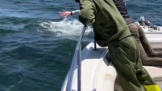 鲸鱼为什么喜欢靠近轮船，不怕人类吗？