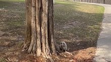 情侣跑步遇见掉下树的猫头鹰宝宝，送它回家后每天跑步路过，猫头鹰全家都和他们打招呼感谢