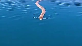 澳大利亚的小弟弟遇到了一条海蛇