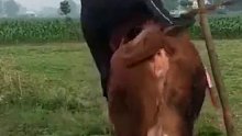 这女的肯定是铁扇公主投胎转世