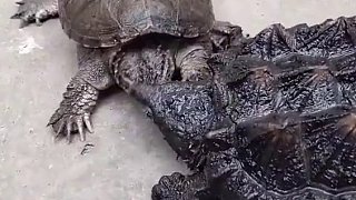 鳄龟，外来物种，太厉害了