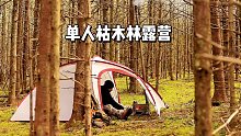 走进枯木林，安静惬意，享受露营