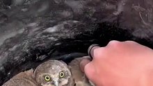 一群懵懵的猫头鹰宝宝，眼睛瞪得圆溜溜的：这是要干嘛呀？
