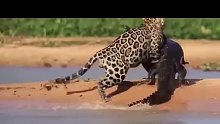 这豹子捕食能力绝了，鳄鱼都不是对手！