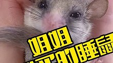 为什么我的睡鼠不乖呢？