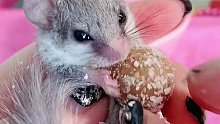 西班牙睡鼠最爱吃的坚果营养丸！隔壁的鼠子都馋哭了！