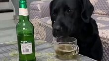 狗狗也有爱喝酒的，酒量一般，酒品还行，喝完就睡觉，晚餐都没吃