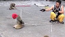 你不知道这几个猴子挨了多少打？