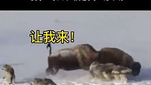 狼群攻击野牦牛，本想帮忙却把队友撂翻了，真倒霉！