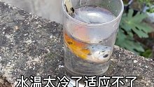 难养鱼水要加温一下吗？为什么这些鱼都领盒饭了