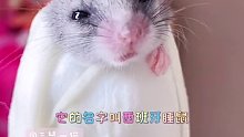 可以钻到花里睡觉的#西班牙睡鼠
