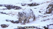 号称高山幽灵的雪豹，不仅爱蹦跳，还是个嘤嘤怪！