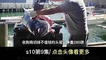 【我又不钓鱼、、】渔民仅用一条乌贼，就能钓到价值几万的鱼！