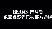 做猫不规范 亲人两行泪