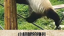 矮油！腿短的熊猫真是伤不起！