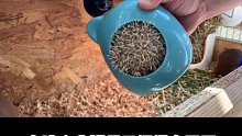 救助小刺猬第一天，在线等办法…