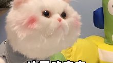 当球球看见和它长得一摸一样的猫咪会怎样？哈哈哈哈哈！我要被球球逗死了