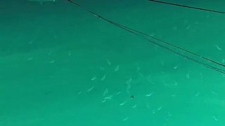 挑戰(zhàn)3000包魚(yú)排燈捕小魷魚(yú)，實(shí)現(xiàn)小魷魚(yú)自由 (10)