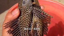清道夫与乌龟