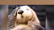 会自己洗脸的动物也太萌了！忍不住尖叫抱走！