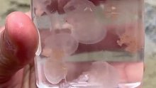 水母妈妈为了生存寻找食物被打si了，小水母迟迟不肯离去，万物皆有情。