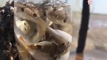 柴达木爱钓鱼