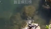 路亚路亚鲶鱼 这是一条懂兵法的鲶鱼