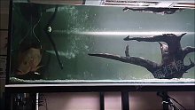 路亚路亚钓鱼路亚海钓 猜猜这白条多重 (70)