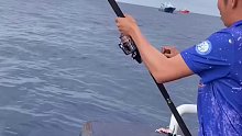金枪鱼原来可以这么钓，也太贪吃了 (7)