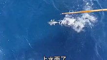 一个早上钓了几百斤金枪鱼，来看看现场我们是怎么把它钓上来的吧 (10)