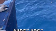 一个早上钓了几百斤金枪鱼，来看看现场我们是怎么把它钓上来的吧 (11)