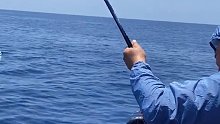 第一次钓到金枪鱼是种什么样的体验？钓鱼人的快乐就是这么简单，这就是海钓的魅力 (3)