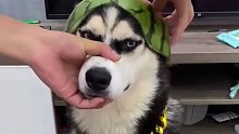 主人给狗狗做了顶瓜皮帽子，二哈摇身一变成为西瓜太哈